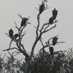 Vautours africains, Parc national de Mahango