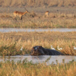 Hippopotame, Parc national de Mahango