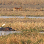 Hippopotame, Parc national de Mahango