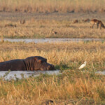Hippopotame, Parc national de Mahango