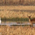 Cobe Lechwe, Parc national de Mahango