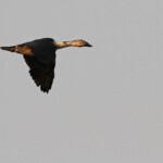 Canard à bosse, Parc national de Mahango