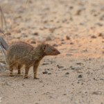 Mangouste rouge, Parc national de Mahango