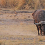 Buffle d'Afrique, Parc national de Mahango