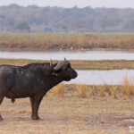 Buffle d'Afrique, Parc national de Mahango