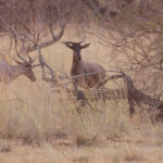 Tsessebe, Parc national de Mahango