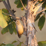 Crombec à long bec, Parc national de Mahango