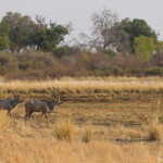 Grand Koudou, Parc national de Mahango