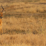Impala, Parc national de Mahango