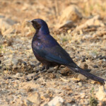 Choucador de Meves, Parc national de Mahango