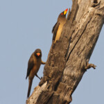 Pique-bœuf à bec jaune, Parc national de Mahango