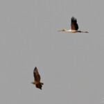 Tantale ibis et Bateleur des savanes immature, Parc national de Mahango