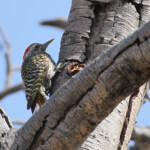Pic cardinal