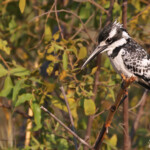 Alcyon pie, Popa falls