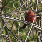 Amarante de Jameson, Popa falls