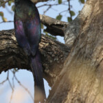 Irrisor moqueur, Popa falls