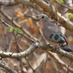 Tourtelette emeraudine, Popa falls
