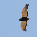Bateleur des savanes sur la route en sortant de Popa falls