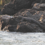 Crocodile du Nil, Popa falls