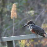 Martin pêcheur géant, Popa falls