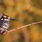 Alcyon pie, Popa falls