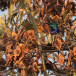 Souimanga à ventre blanc, Popa falls
