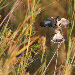 Alcyon pie, Popa falls