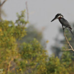 Martin-pêcheur géant, Popa falls