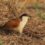 Coucal du Sénégal, Popa falls