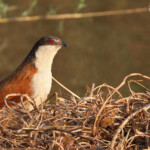 Coucal du Sénégal, Popa falls