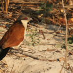 Coucal du Sénégal, Popa falls