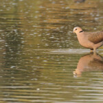 Tourterelle à collier, Rundu