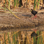 Râle à bec jaune, Rundu