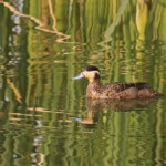 Sarcelle hottentote, Rundu