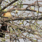 Coucal du Sénégal, Rundu