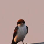 Hirondelle à longs brins, Rundu