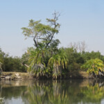 Les rives de l'Okavango, Shakawe