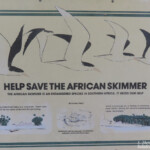 Protection du bec-en-ciseaux