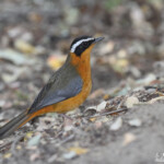 Cossyphe de Heuglin, Shakawe