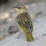 Tisserin à gorge brune, Shakawe