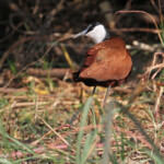 Jacana, Shakawe