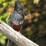 Martin-pêcheur géant, Shakawe