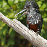 Martin-pêcheur géant, Shakawe