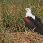 Pygargue vocifère, Shakawe