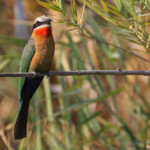 Guêpier à front blanc, Shakawe