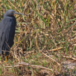 Aigrette vineuse, Shakawe