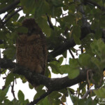 Chouette pêcheuse de Pel, Shakawe