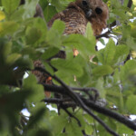 Chouette pêcheuse de Pel, Shakawe