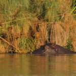 Hippopotame, Shakawe