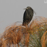 Aigrette ardoisée, Shakawe